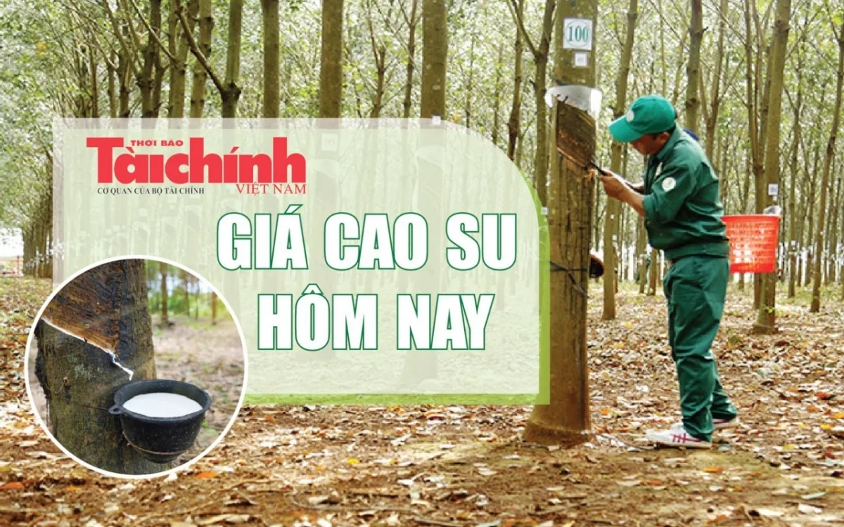 bản tin vắn sáng 23/06/2026 - thị trường cao su ngày 23/06/2026